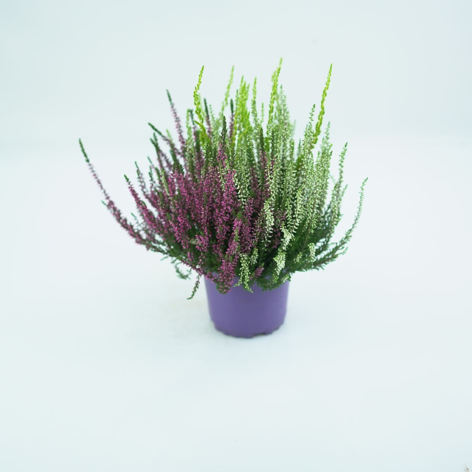 CALLUNA VULGARIS 'GARDEN GIRLS TRIO' Wrzos pospolity