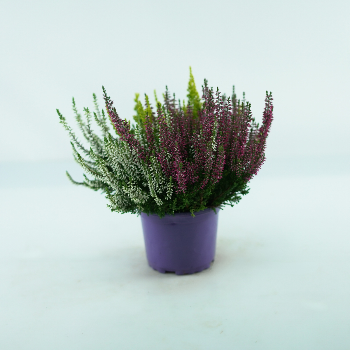 CALLUNA VULGARIS 'GARDEN GIRLS TRIO' Wrzos pospolity
