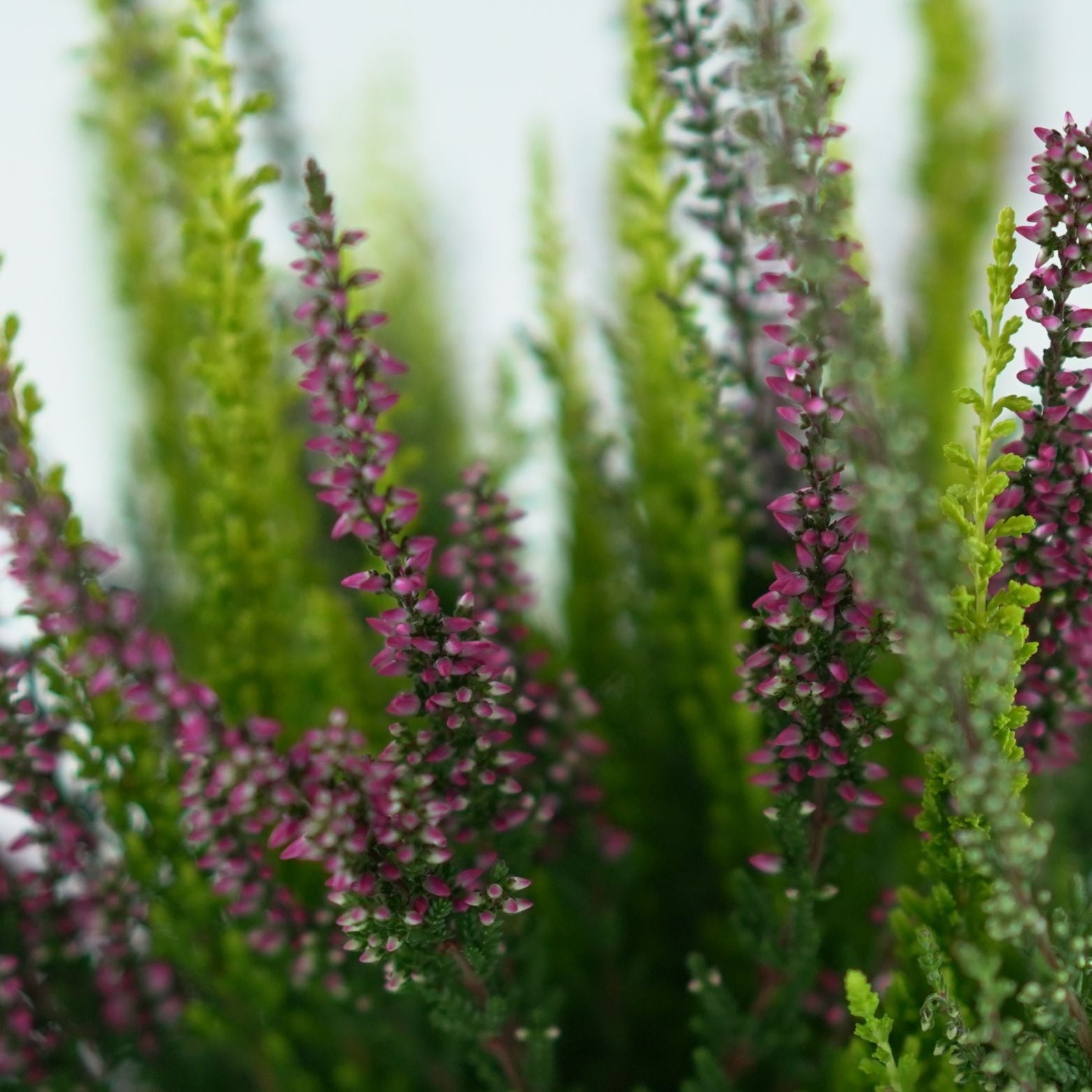 CALLUNA_VULGARIS_Beauty_Ladies_Quattro
