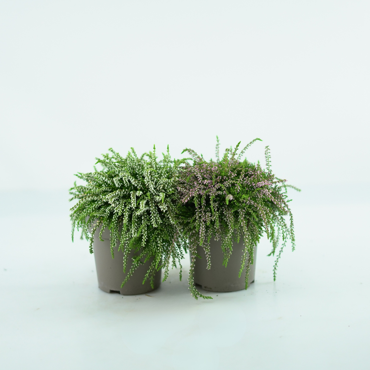 CALLUNA VULGARIS 'Rasta Girls' Wrzos pospolity, zwisający