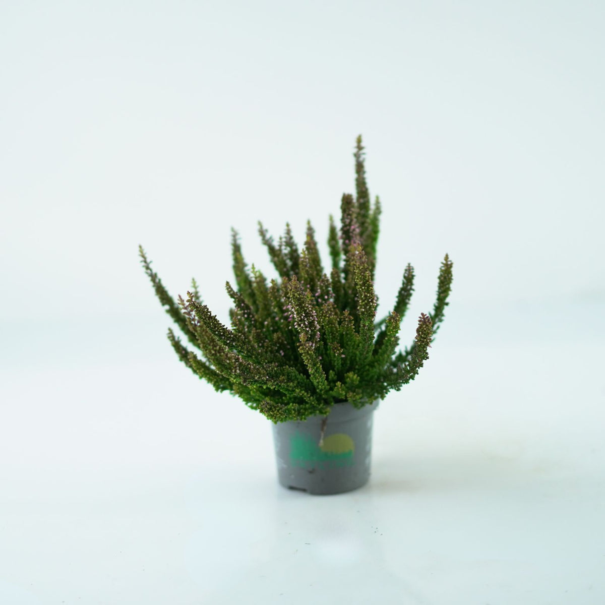 CALLUNA VULGARIS 'SKYLINE' Wrzos pospolity