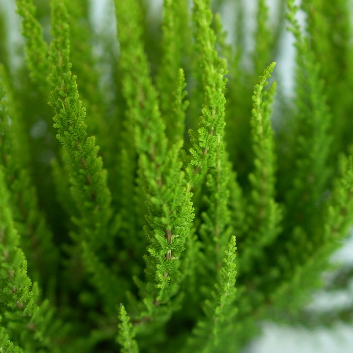 CALLUNA VULGARIS 'SKYLINE' Wrzos pospolity