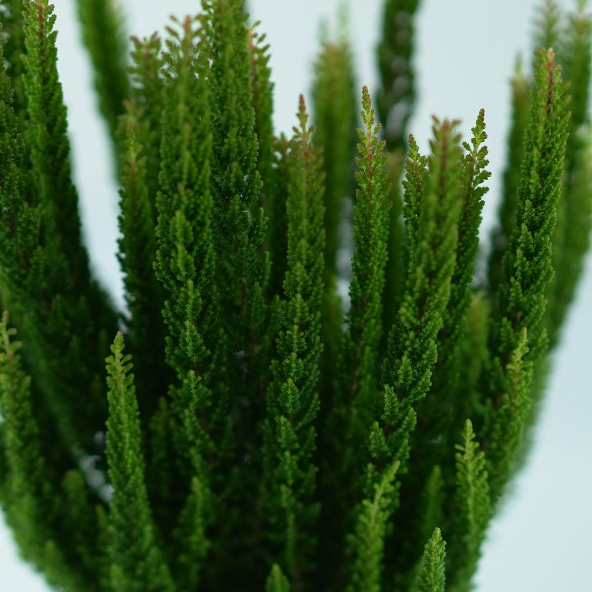 CALLUNA VULGARIS 'SKYLINE' Wrzos pospolity