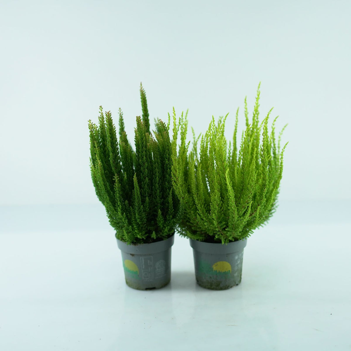 CALLUNA VULGARIS 'SKYLINE' Wrzos pospolity