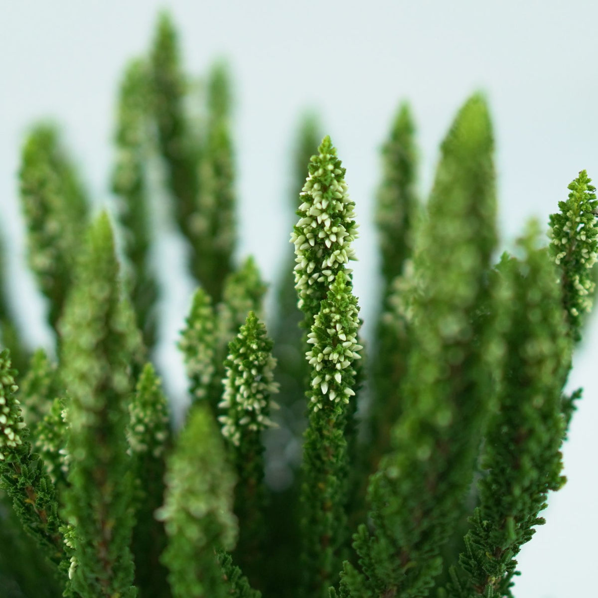 CALLUNA VULGARIS 'SKYLINE' Wrzos pospolity