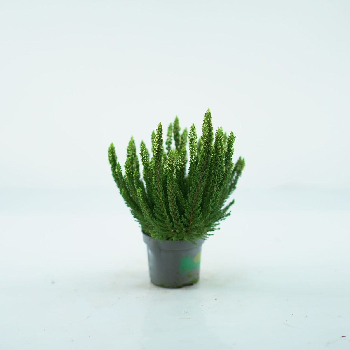 CALLUNA VULGARIS 'SKYLINE' Wrzos pospolity