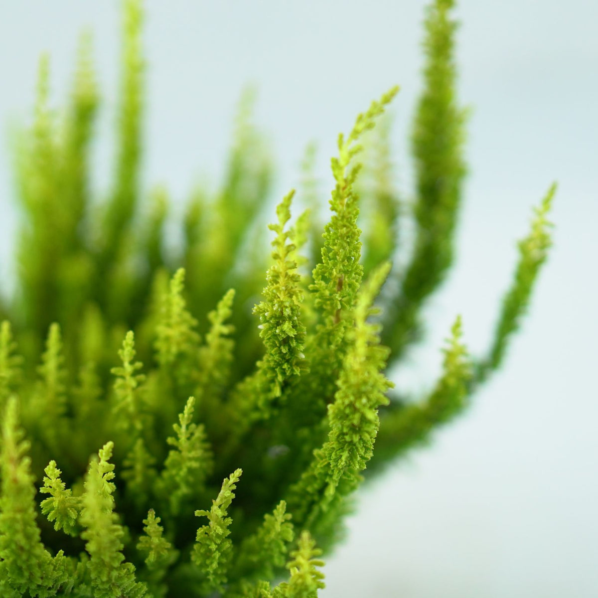 CALLUNA VULGARIS 'SKYLINE' Wrzos pospolity