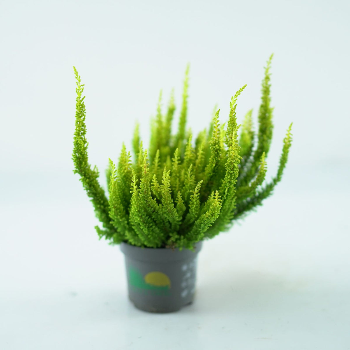 CALLUNA VULGARIS 'SKYLINE' Wrzos pospolity