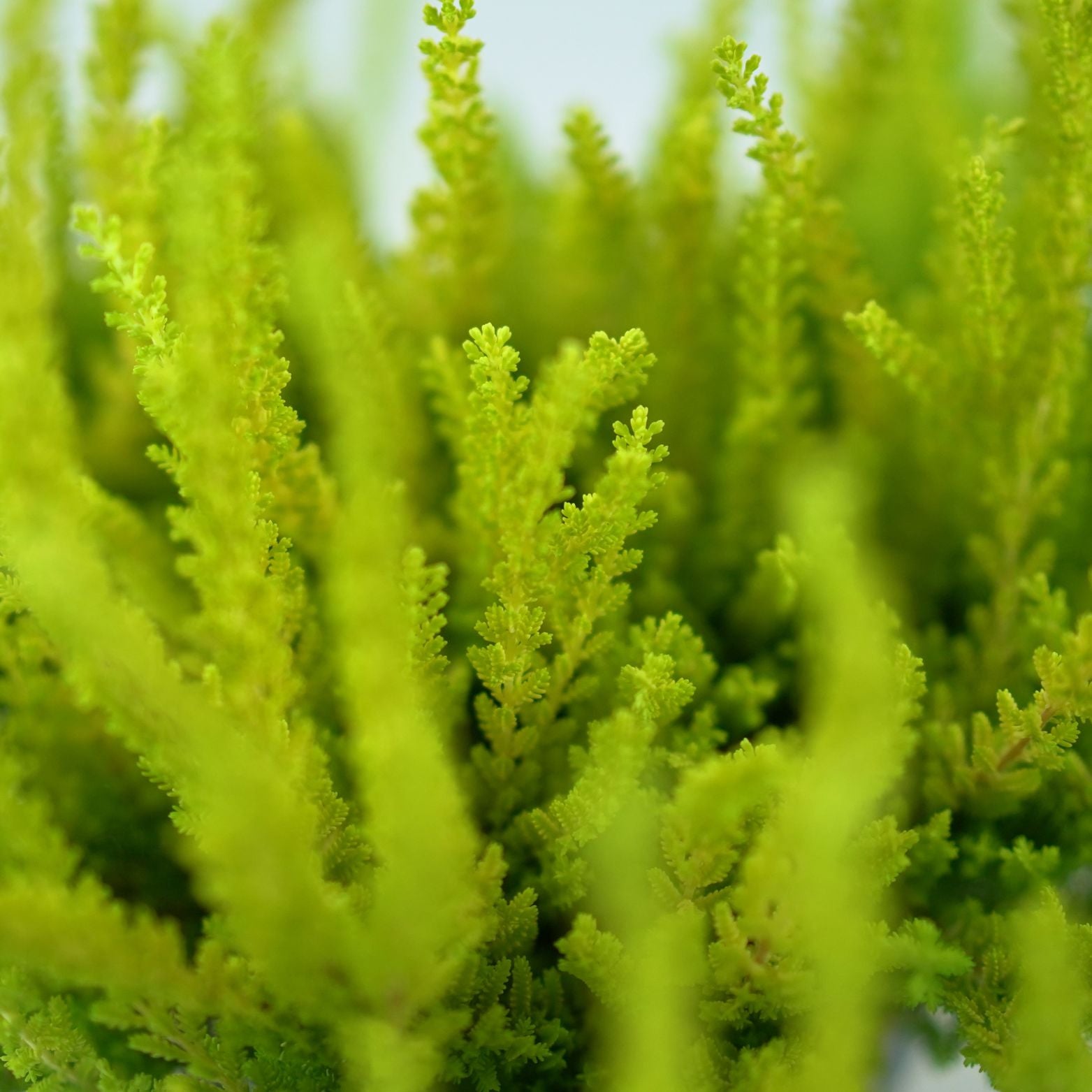 CALLUNA VULGARIS 'SUNSET' Wrzos pospolity