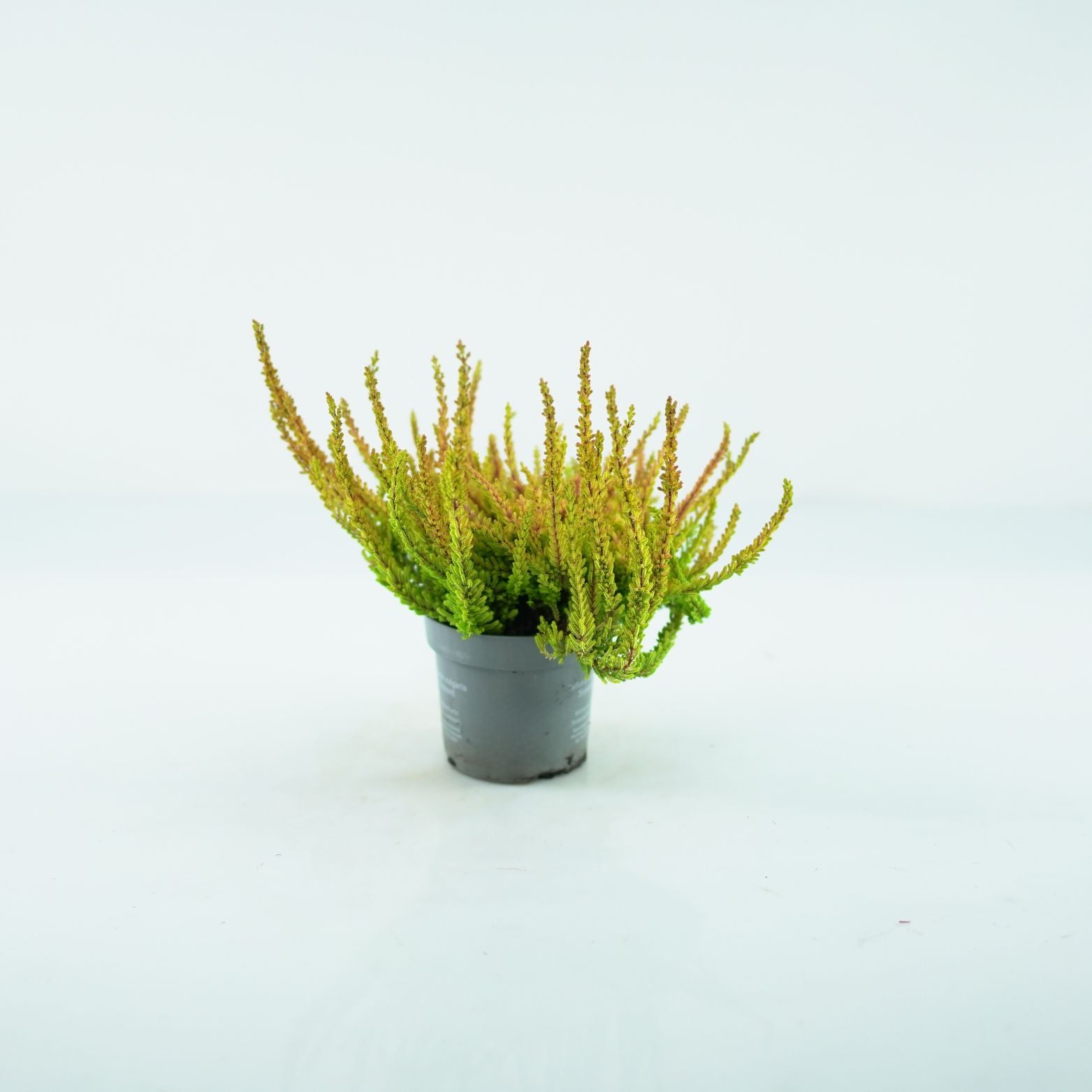 CALLUNA VULGARIS 'SUNSET' Wrzos pospolity