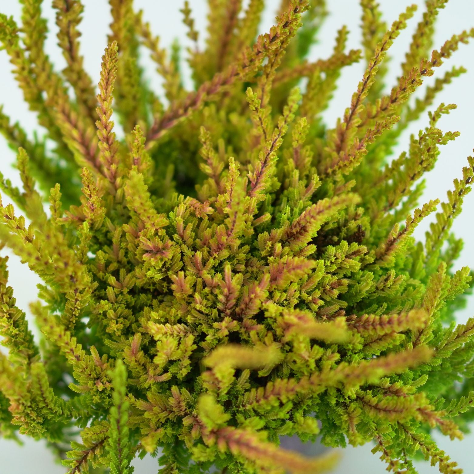 CALLUNA VULGARIS 'SUNSET' Wrzos pospolity