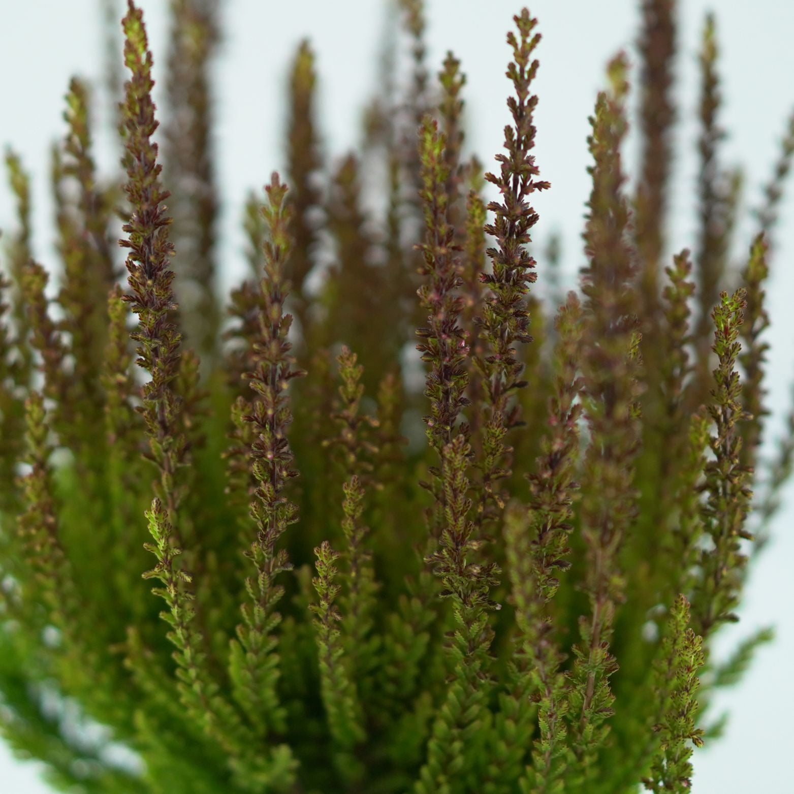 CALLUNA VULGARIS 'SUNSET' Wrzos pospolity