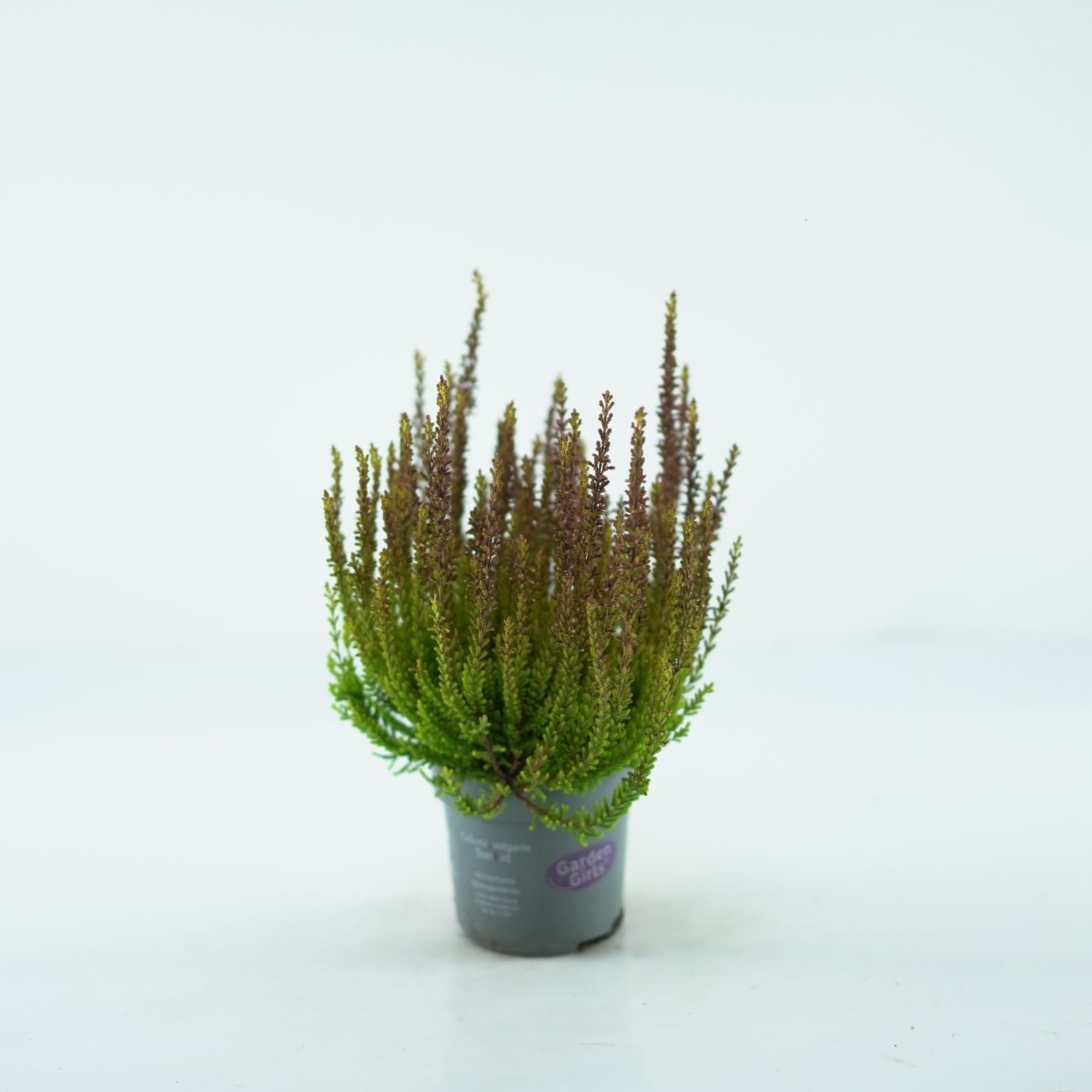 CALLUNA VULGARIS 'SUNSET' Wrzos pospolity