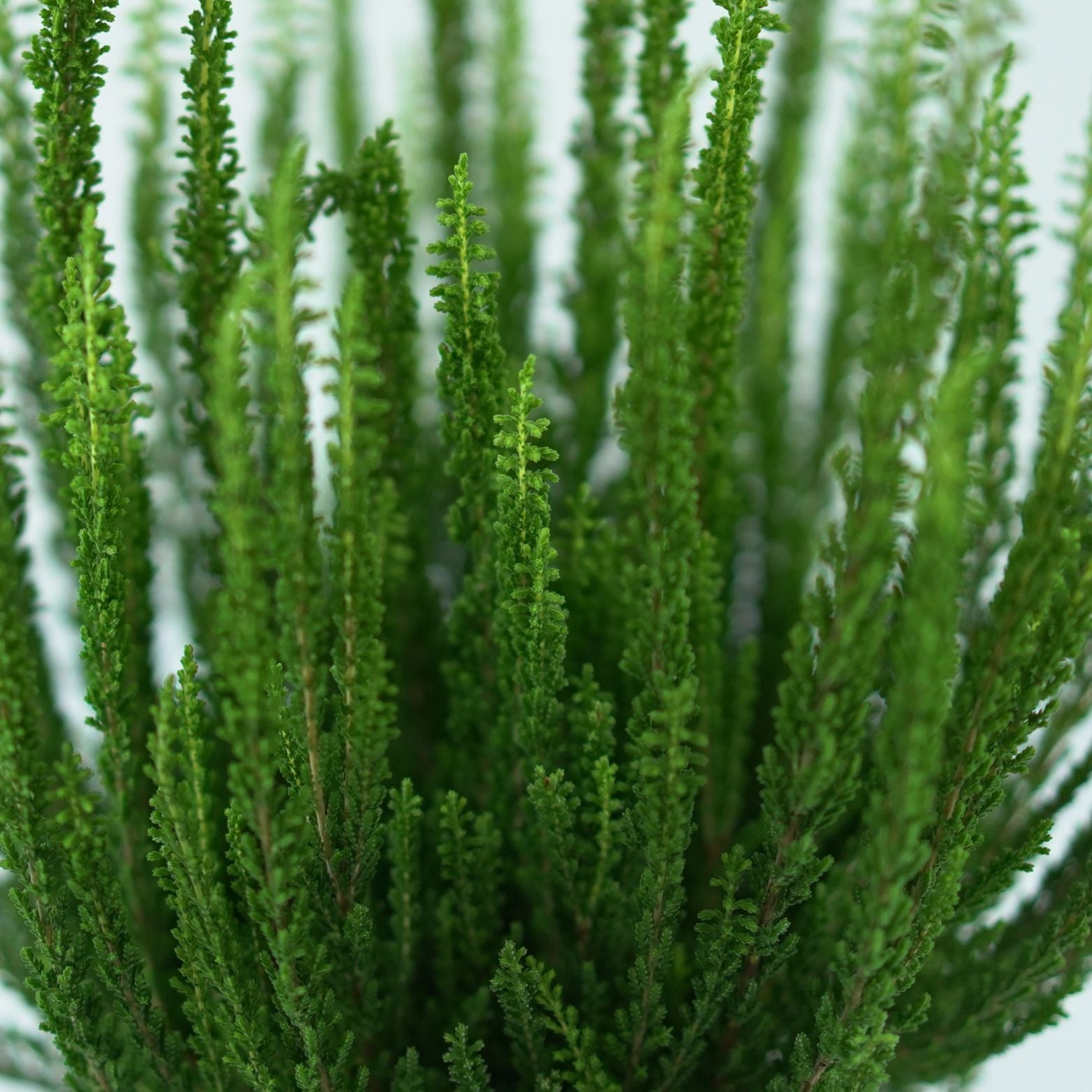 CALLUNA VULGARIS 'SUNSET' Wrzos pospolity
