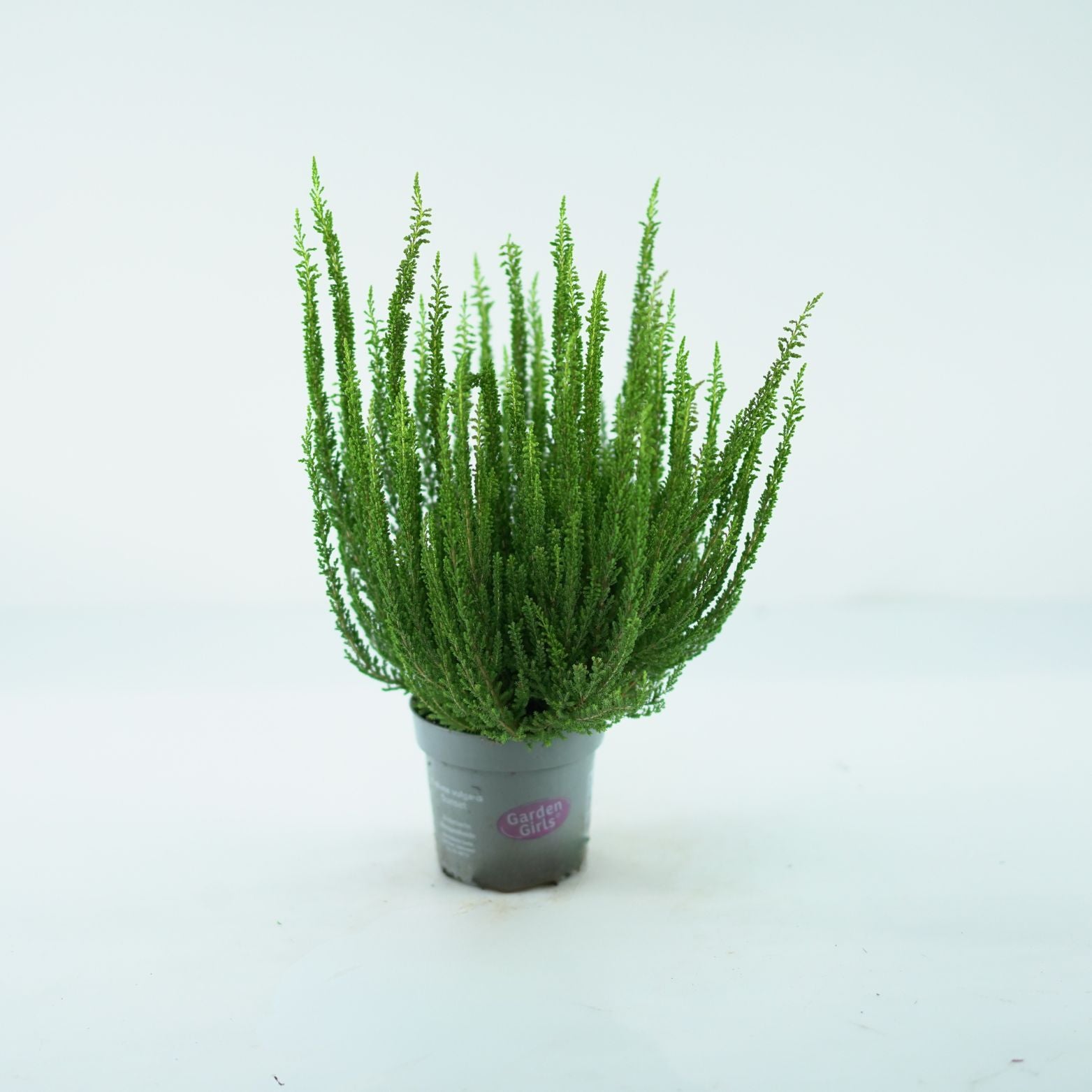 CALLUNA VULGARIS 'SUNSET' Wrzos pospolity