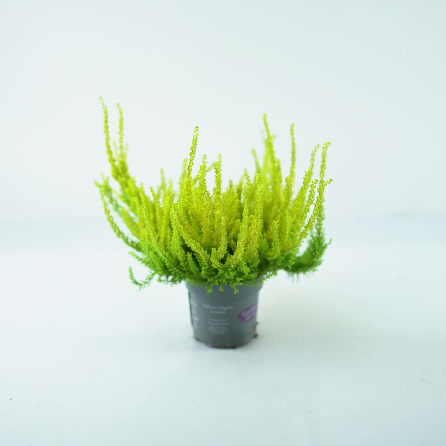 CALLUNA VULGARIS 'SUNSET' Wrzos pospolity