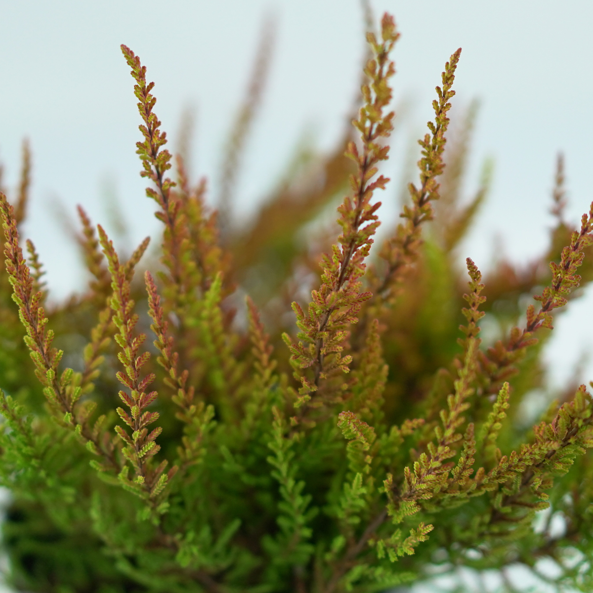 CALLUNA VULGARIS 'Skyline' Wrzos pospolity