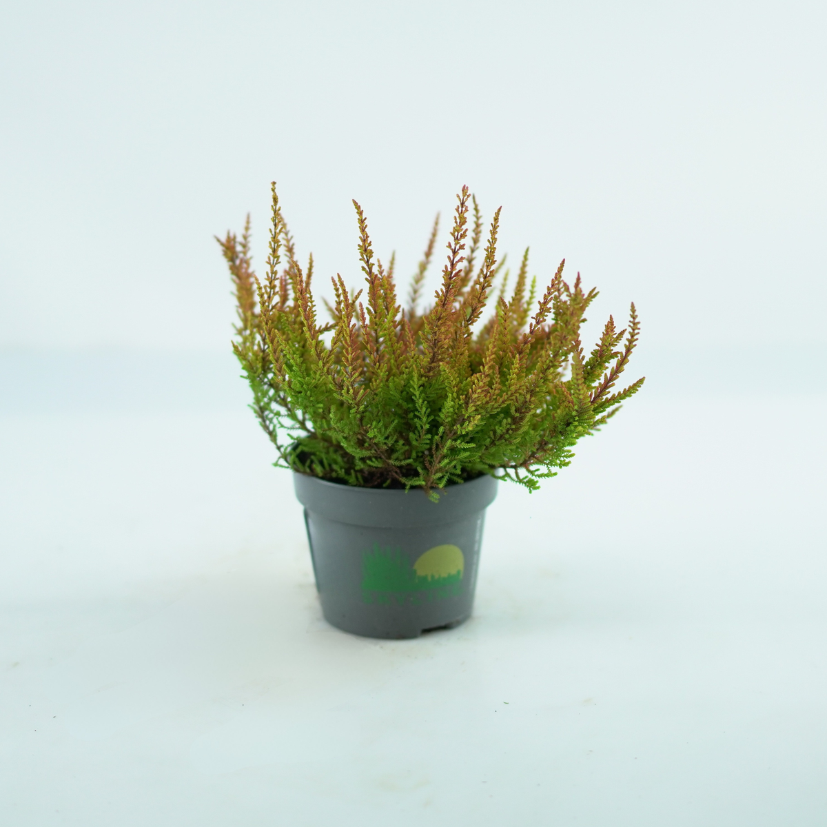 CALLUNA VULGARIS 'Skyline' Wrzos pospolity