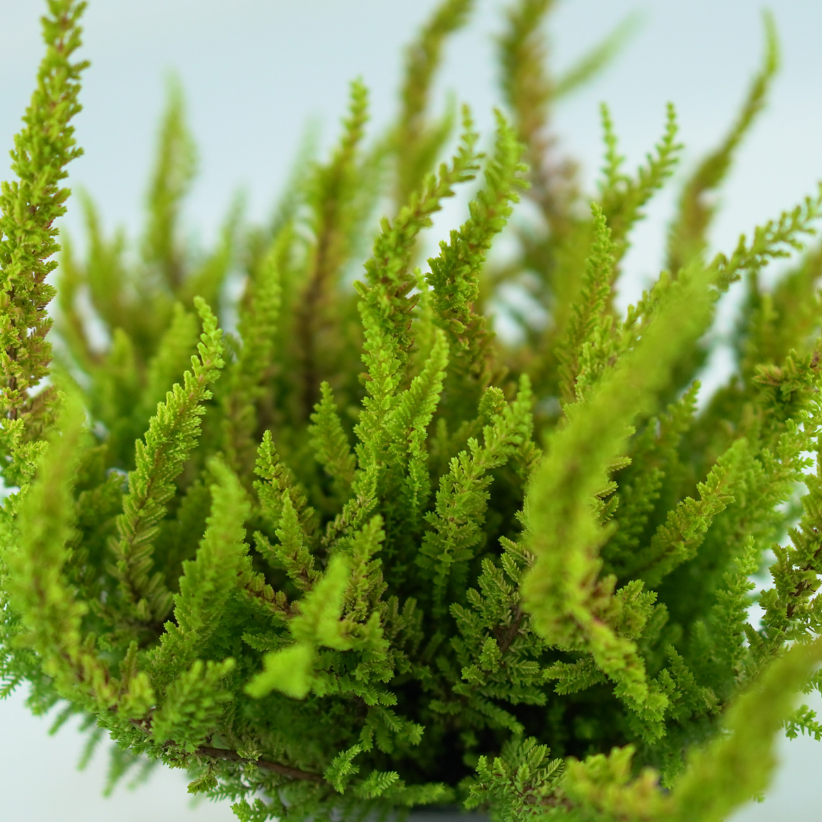 CALLUNA VULGARIS 'Skyline' Wrzos pospolity