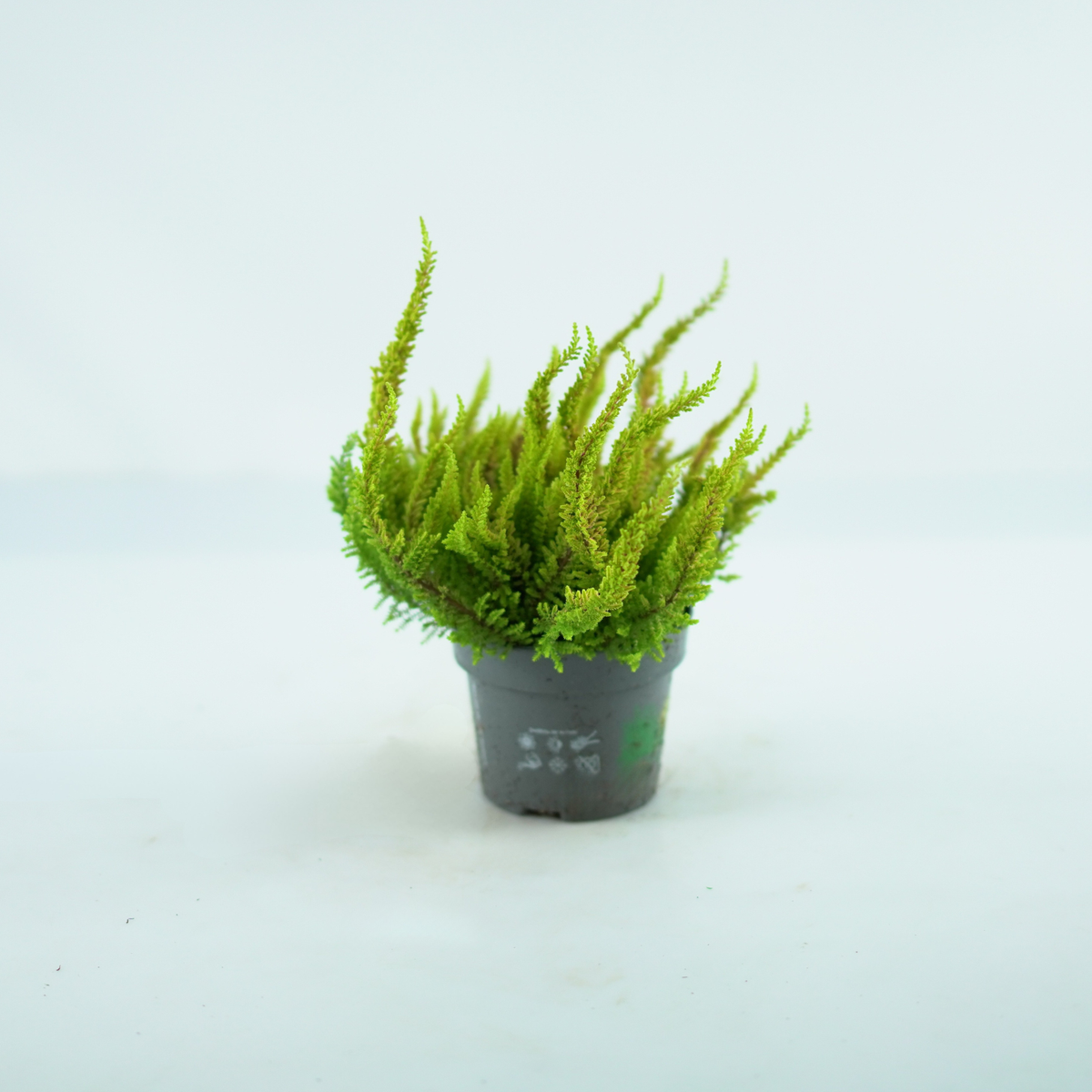 CALLUNA VULGARIS 'Skyline' Wrzos pospolity