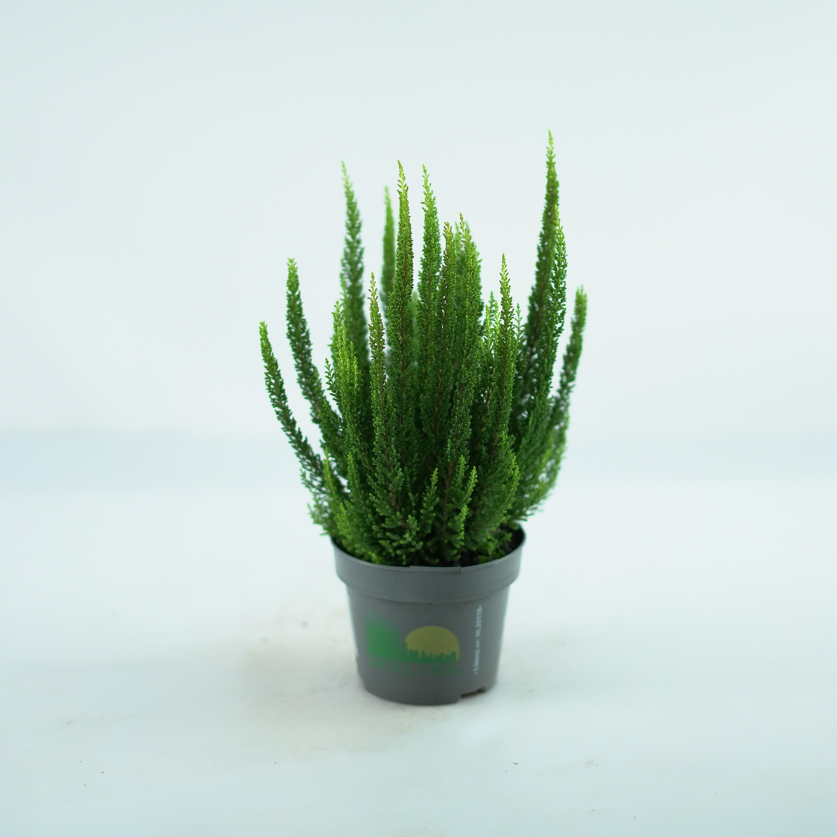 CALLUNA VULGARIS 'Skyline' Wrzos pospolity