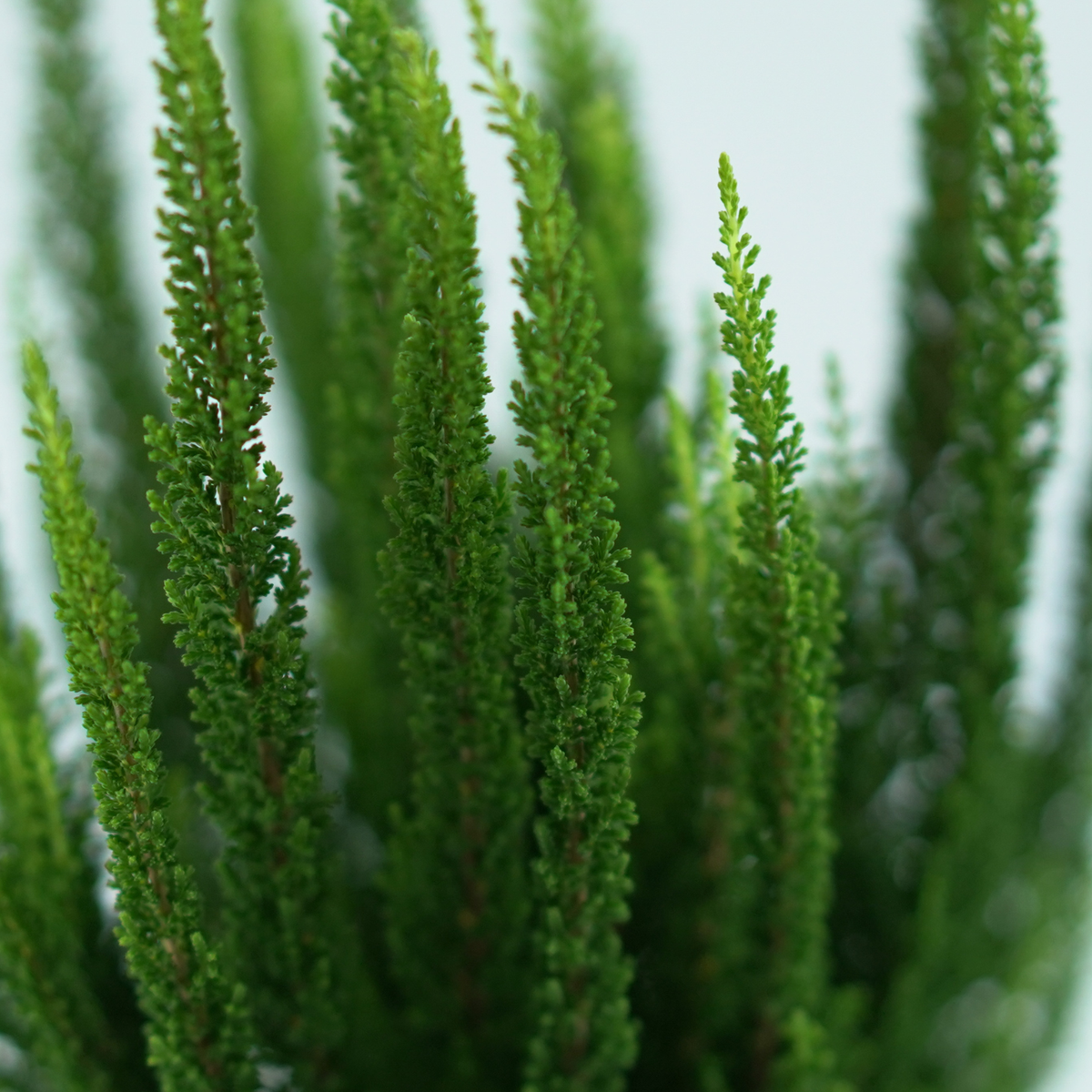 CALLUNA VULGARIS 'Skyline' Wrzos pospolity
