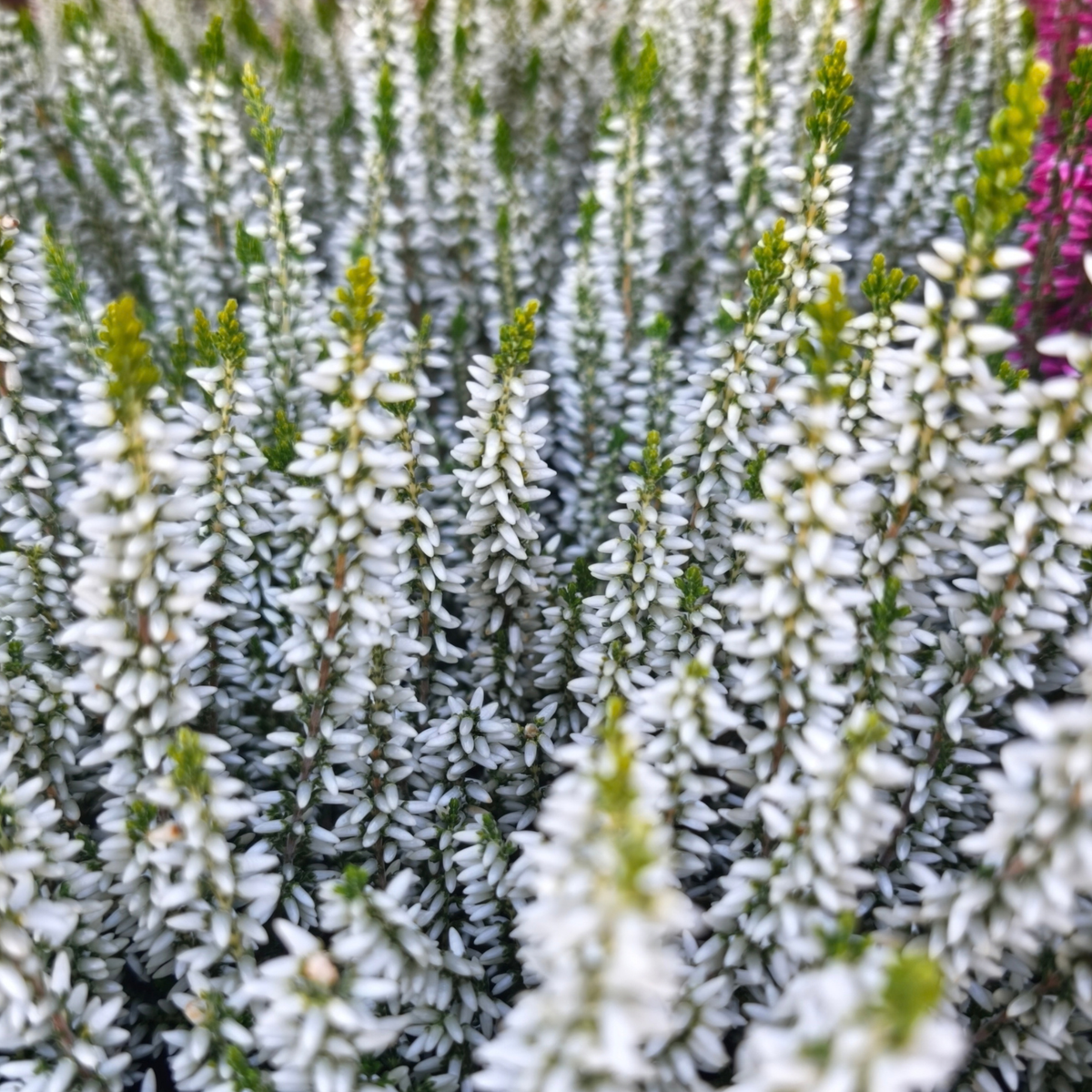 CALLUNA VULGARIS 'GARDEN GIRLS' Wrzos pospolity