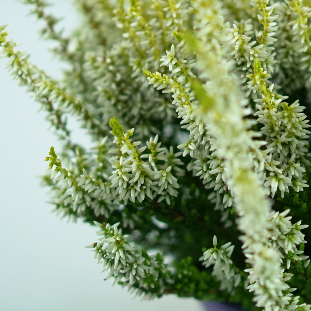 CALLUNA VULGARIS Wrzos pospolity biały