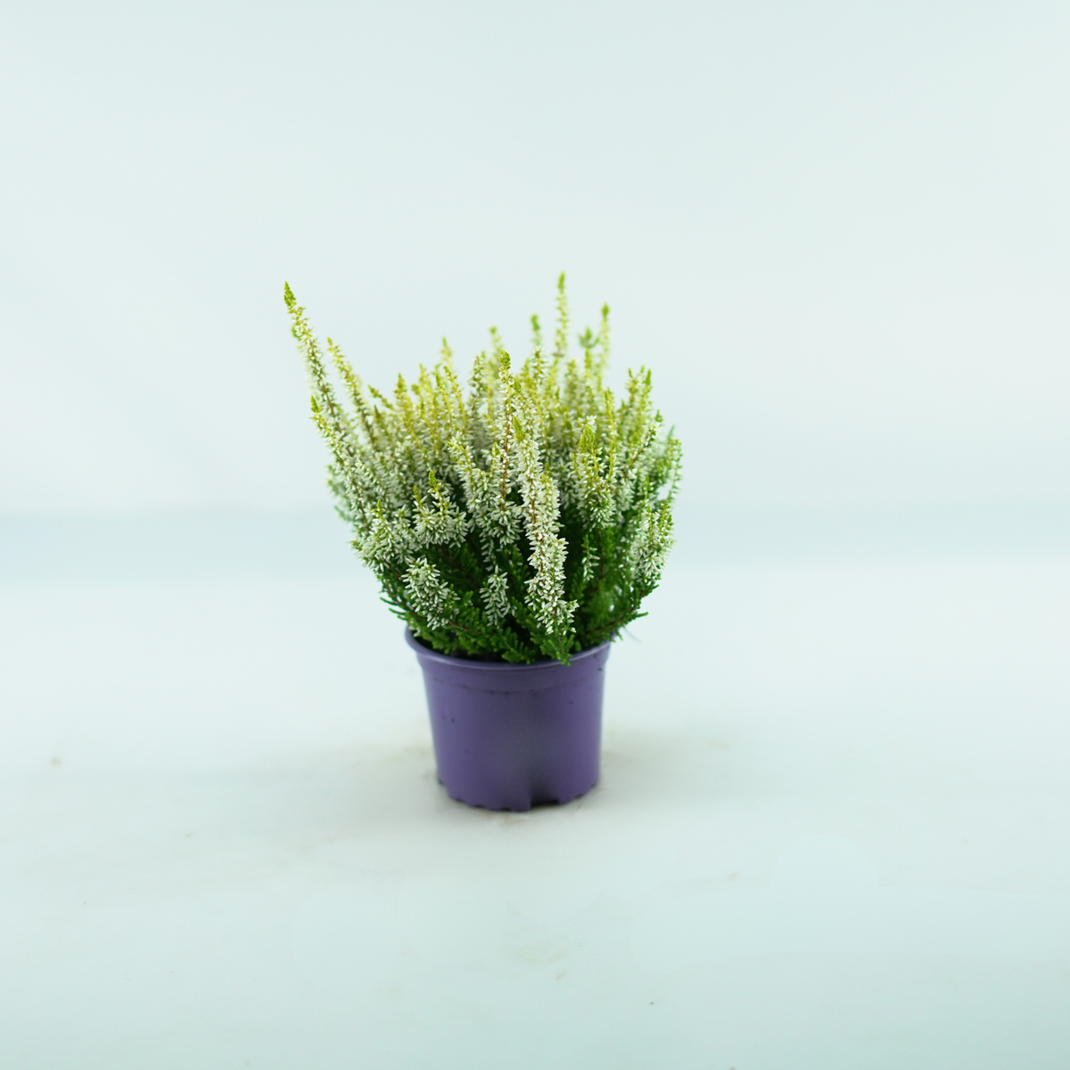 CALLUNA VULGARIS Wrzos pospolity