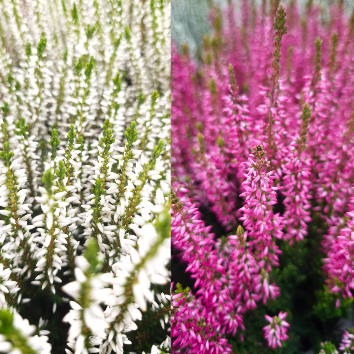 CALLUNA VULGARIS Wrzos pospolity