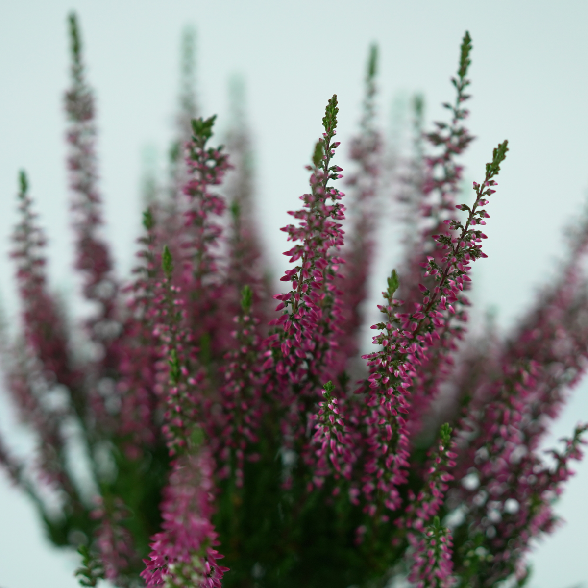 CALLUNA VULGARIS Wrzos pospolity