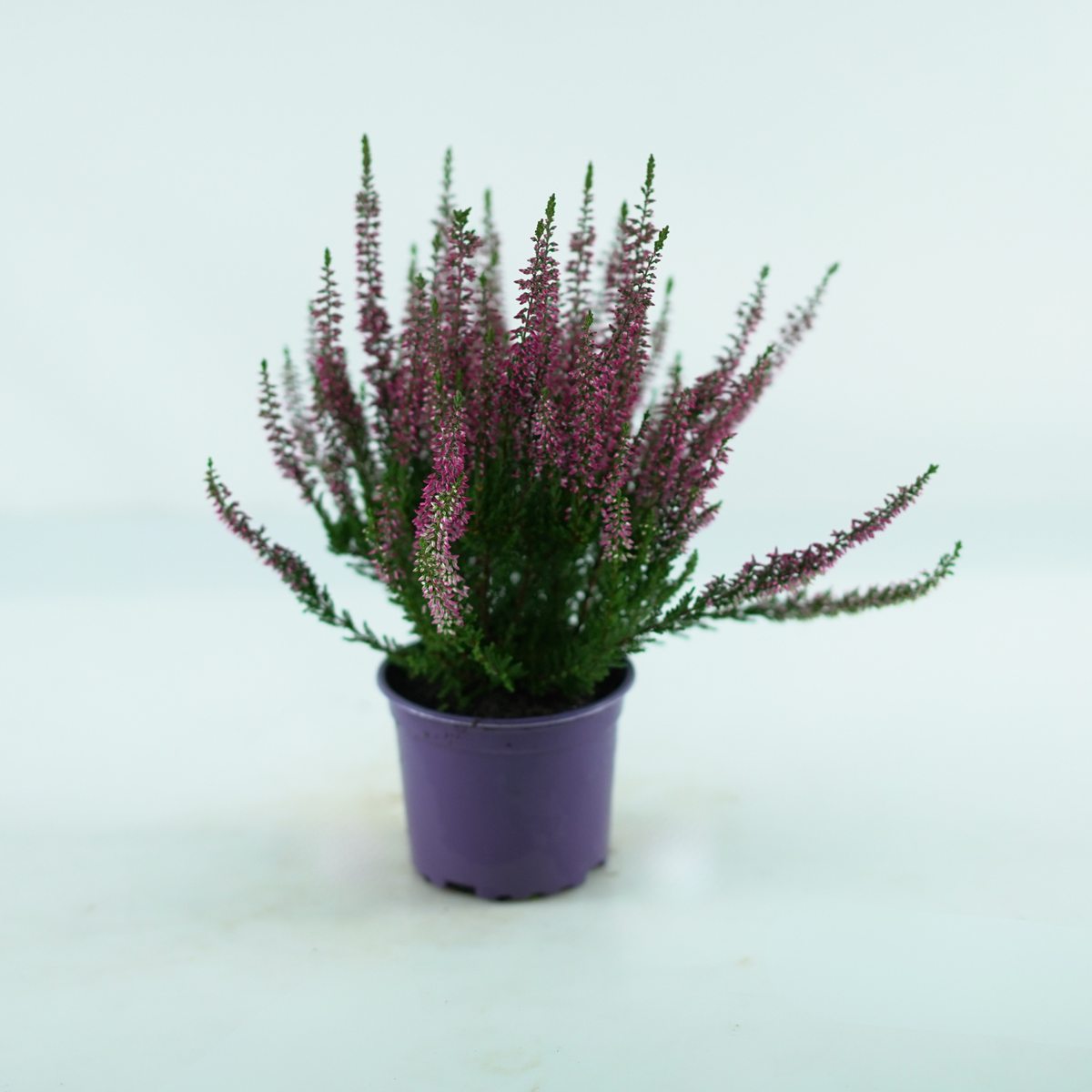 CALLUNA VULGARIS Wrzos pospolity