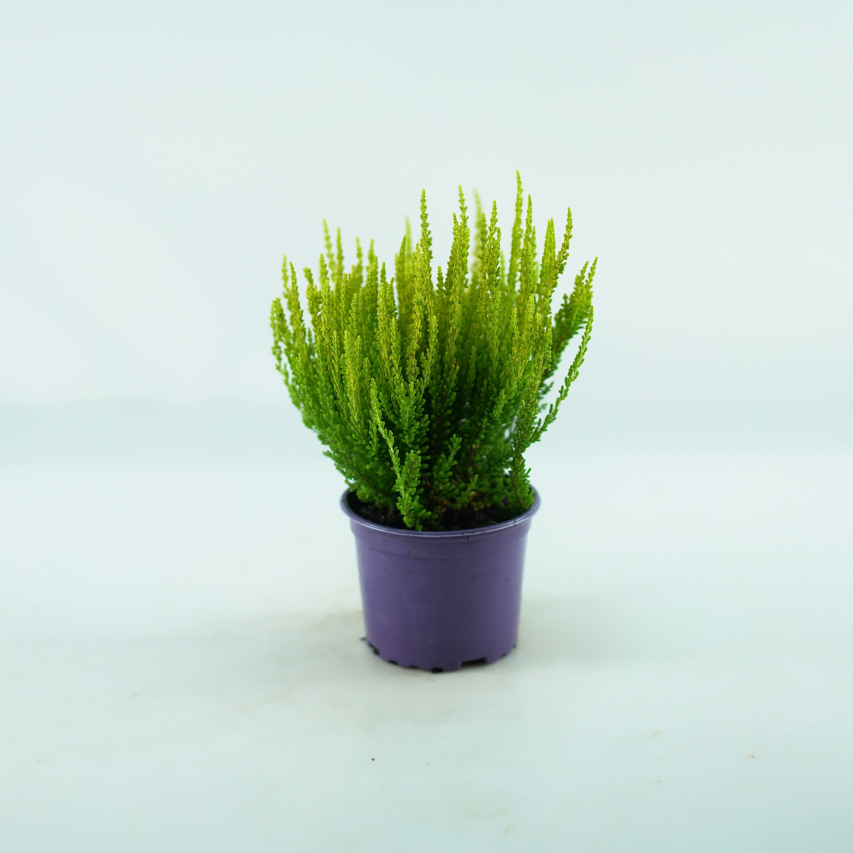 CALLUNA VULGARIS Wrzos pospolity