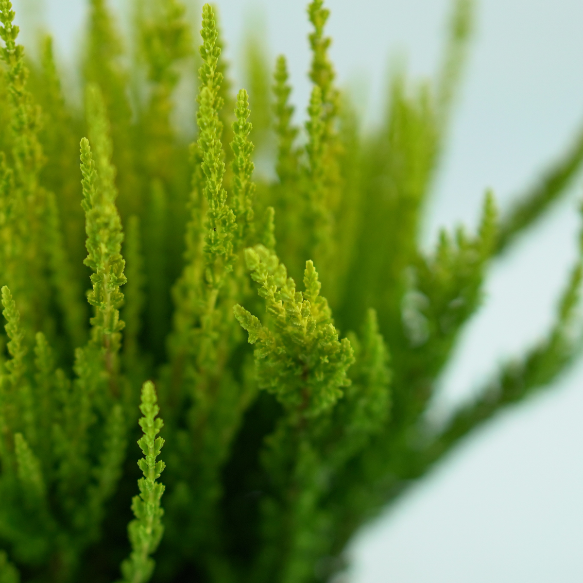 CALLUNA VULGARIS Wrzos pospolity