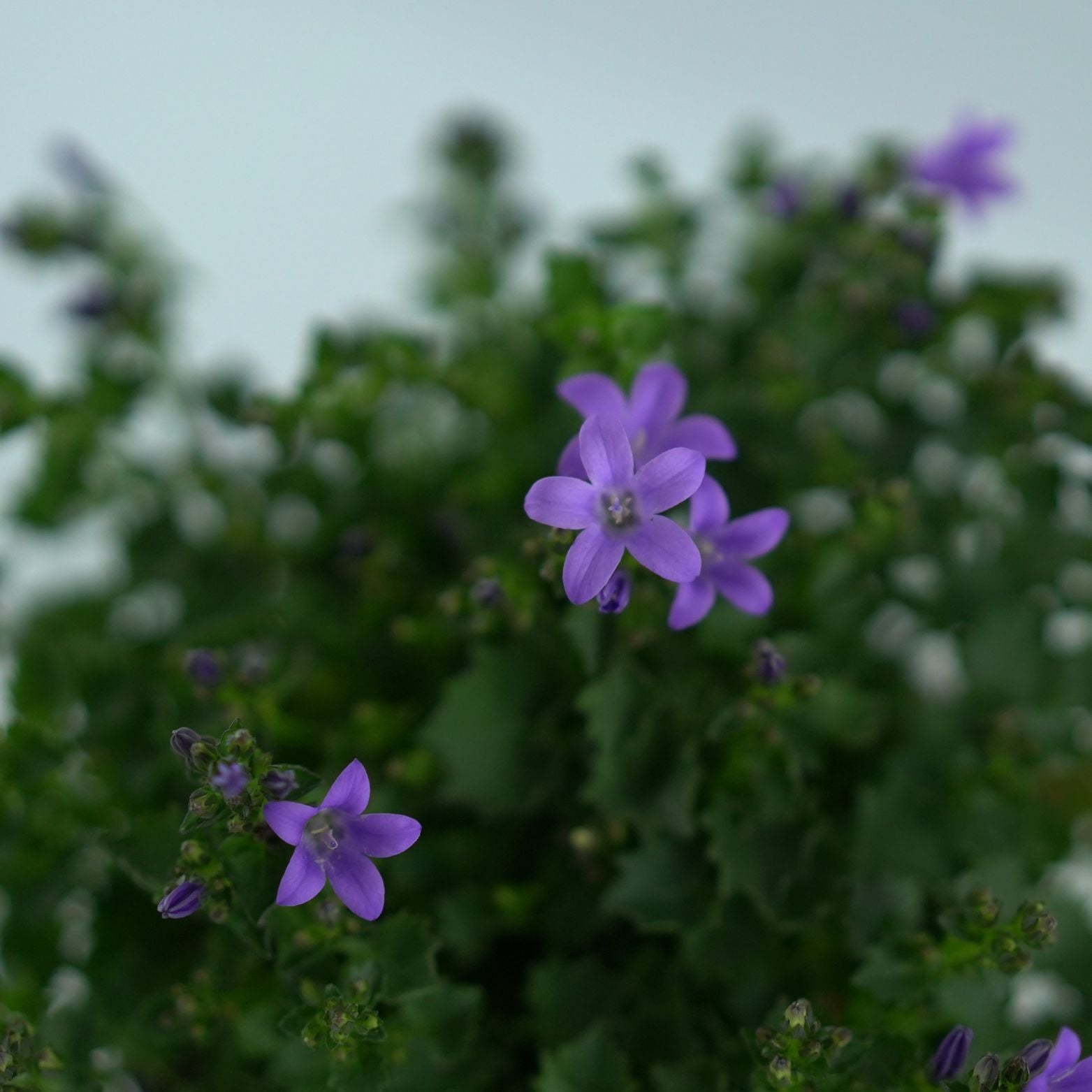 CAMPANULA PORTENSCHLAGIANA 'Catharina'