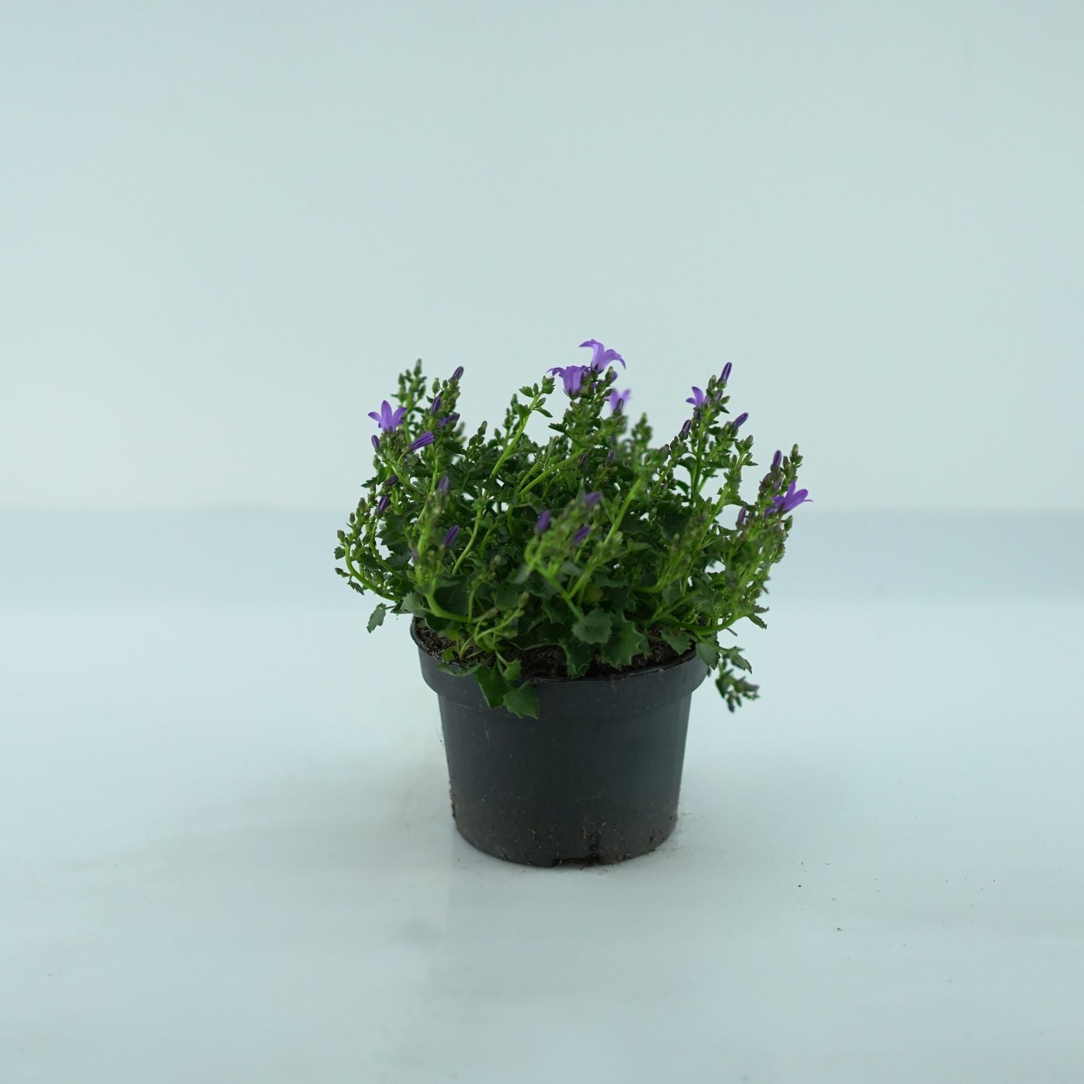 CAMPANULA PORTENSCHLAGIANA 'Catharina'