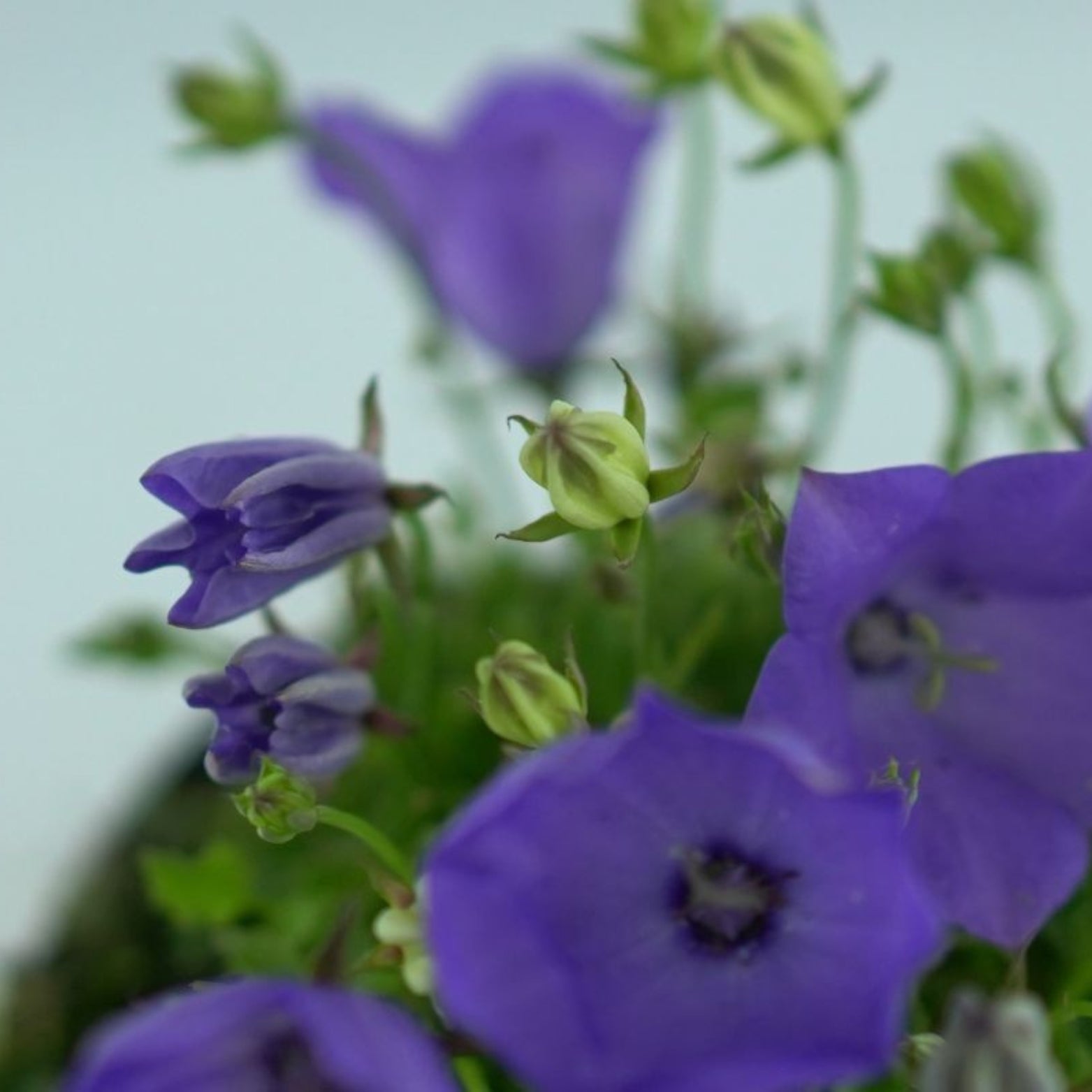 CAMPANULA CARPATICA 'Blaue Clips' Dzwonek karpacki