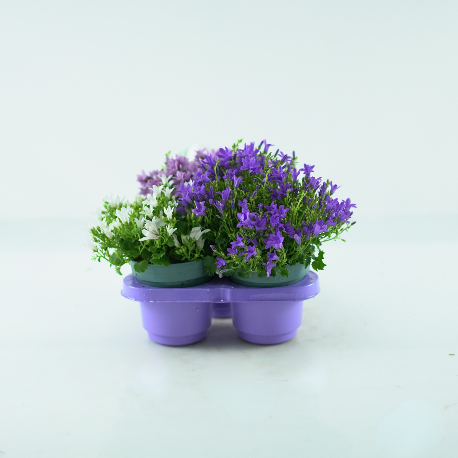 CAMPANULA PORTENSCHLAGIANA 'ADDENDA' Dzwonek dalmatyński