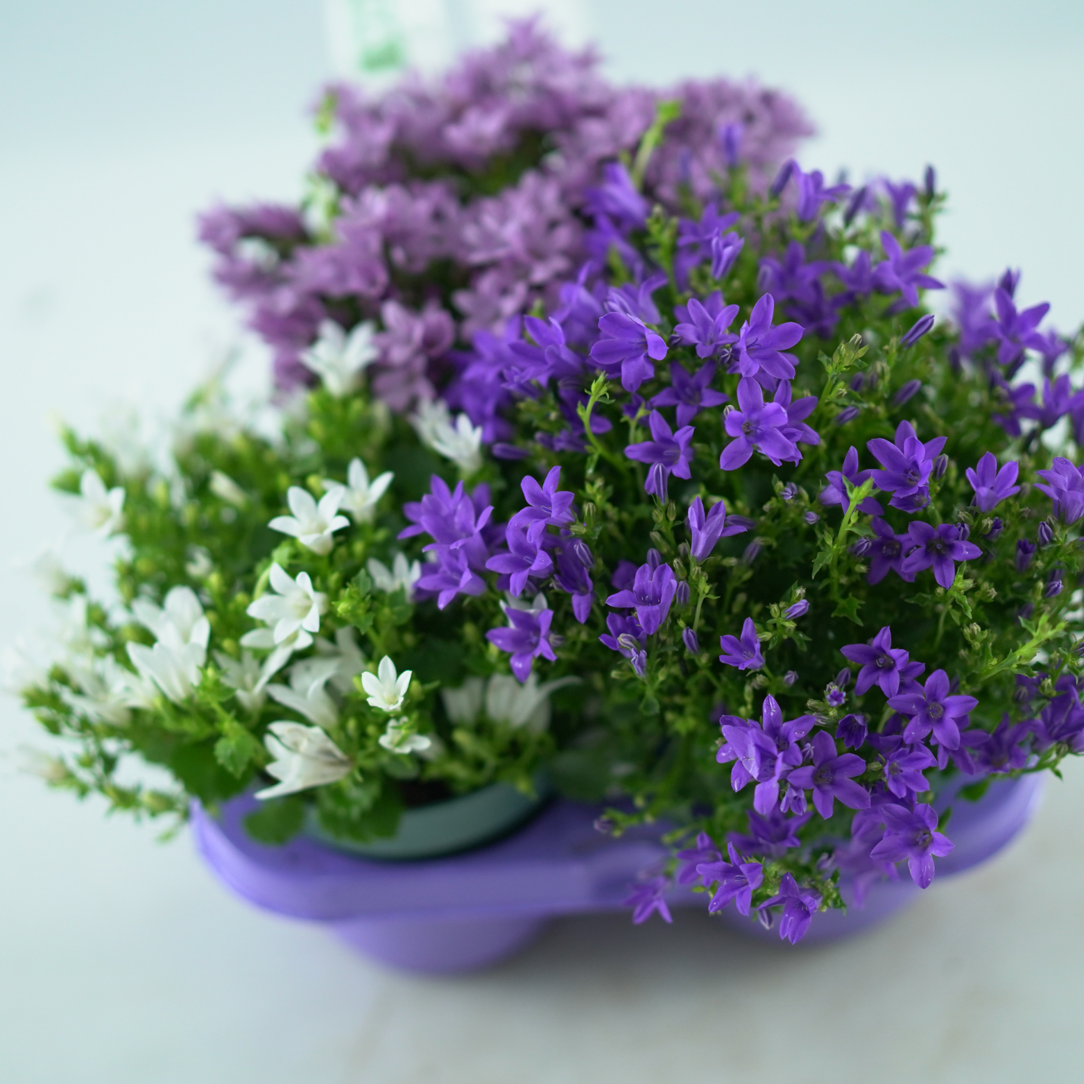 CAMPANULA PORTENSCHLAGIANA 'ADDENDA' Dzwonek dalmatyński