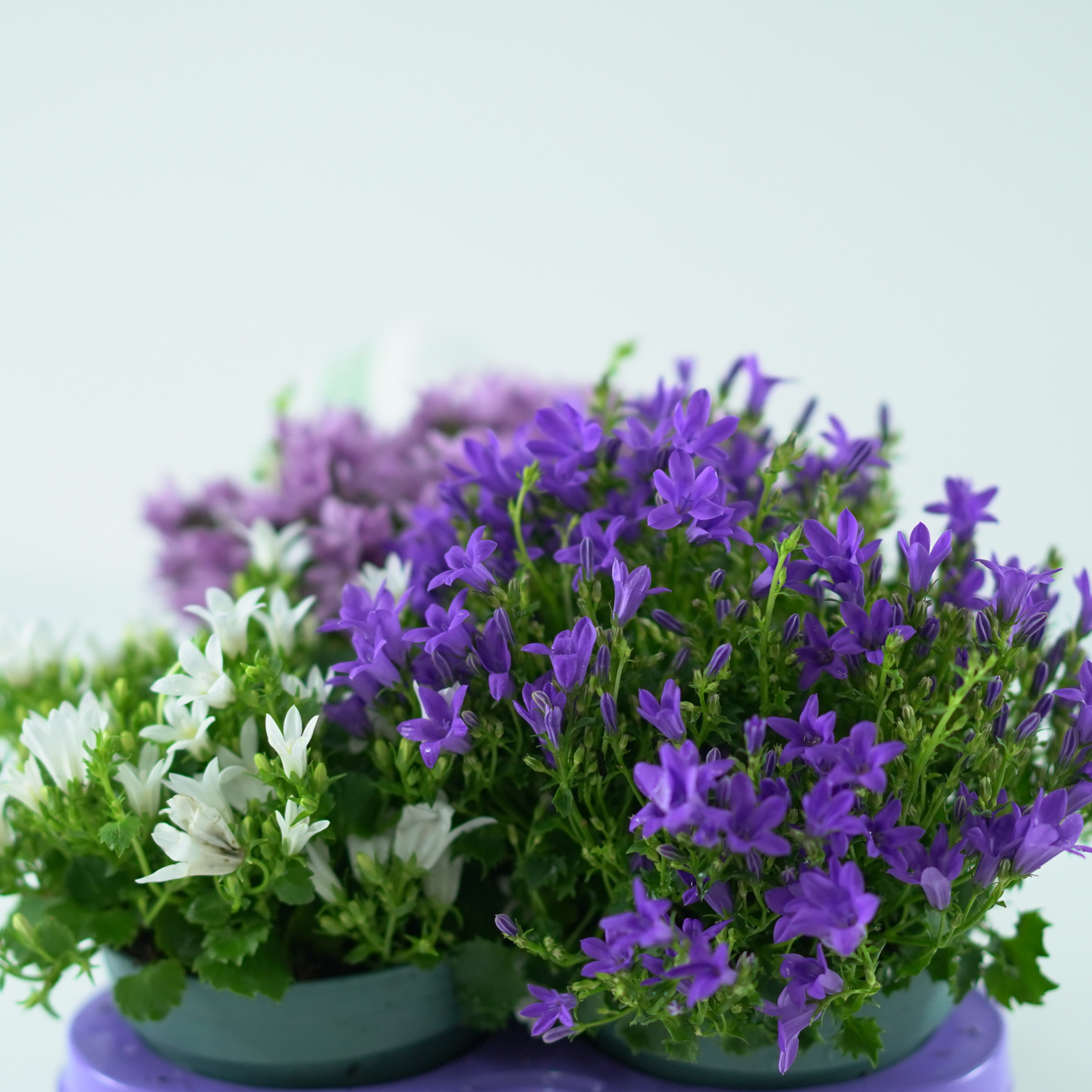 CAMPANULA PORTENSCHLAGIANA 'ADDENDA' Dzwonek dalmatyński