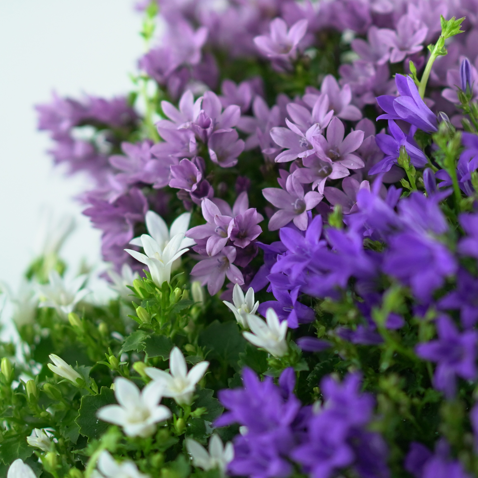CAMPANULA PORTENSCHLAGIANA 'ADDENDA' Dzwonek dalmatyński