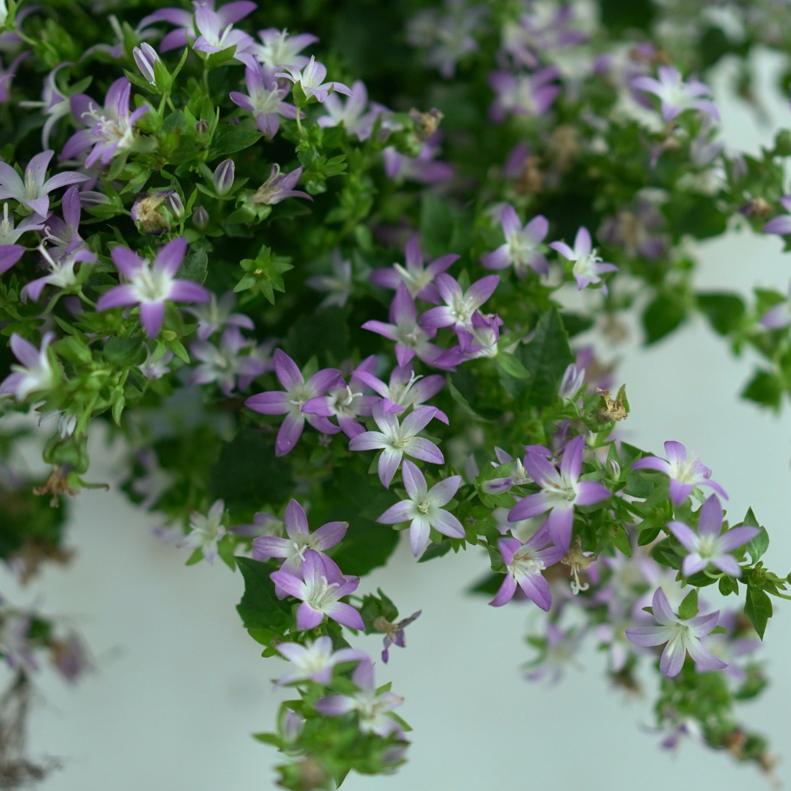 CAMPANULA POSCHARSKYANA 'ADANSA PINK' Dzwonek Poszarskiego