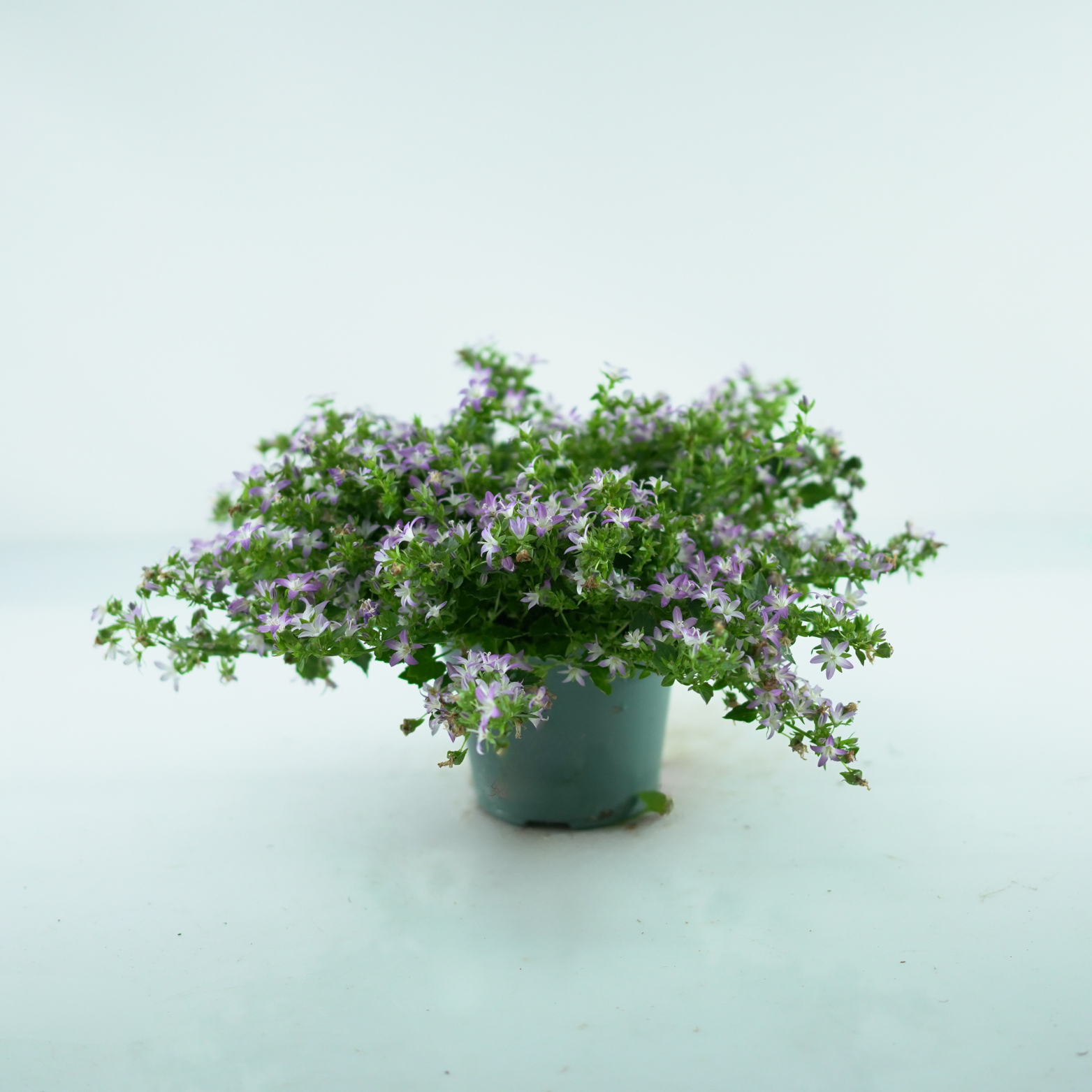 CAMPANULA POSCHARSKYANA 'ADANSA PINK' Dzwonek Poszarskiego