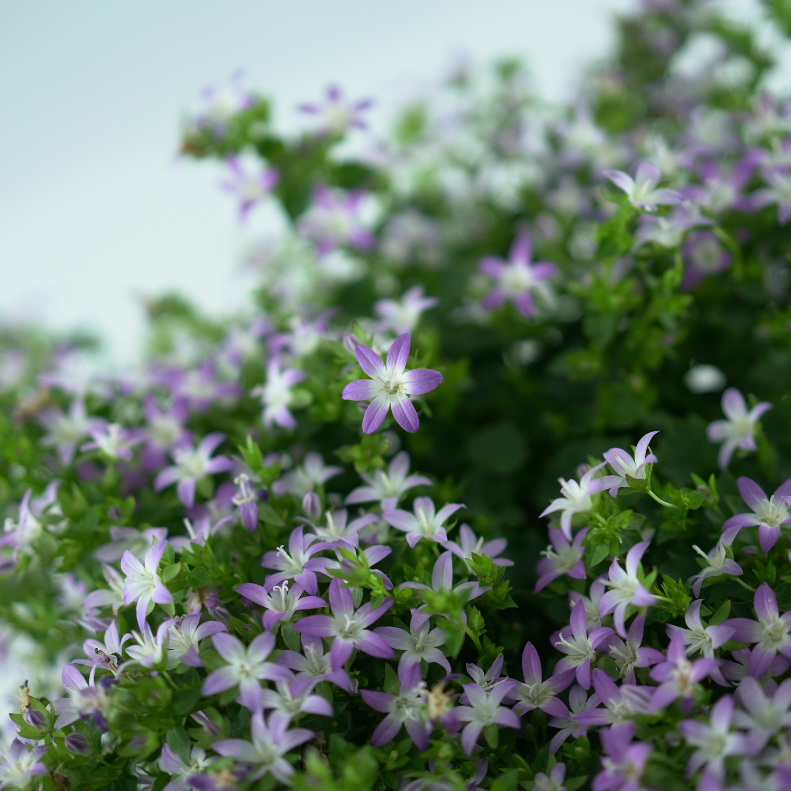 CAMPANULA POSCHARSKYANA 'ADANSA PINK' Dzwonek Poszarskiego