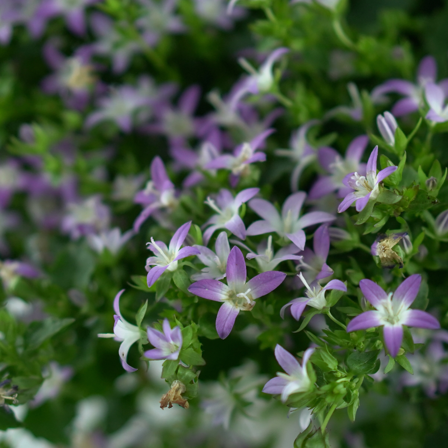 CAMPANULA POSCHARSKYANA 'ADANSA PINK' Dzwonek Poszarskiego
