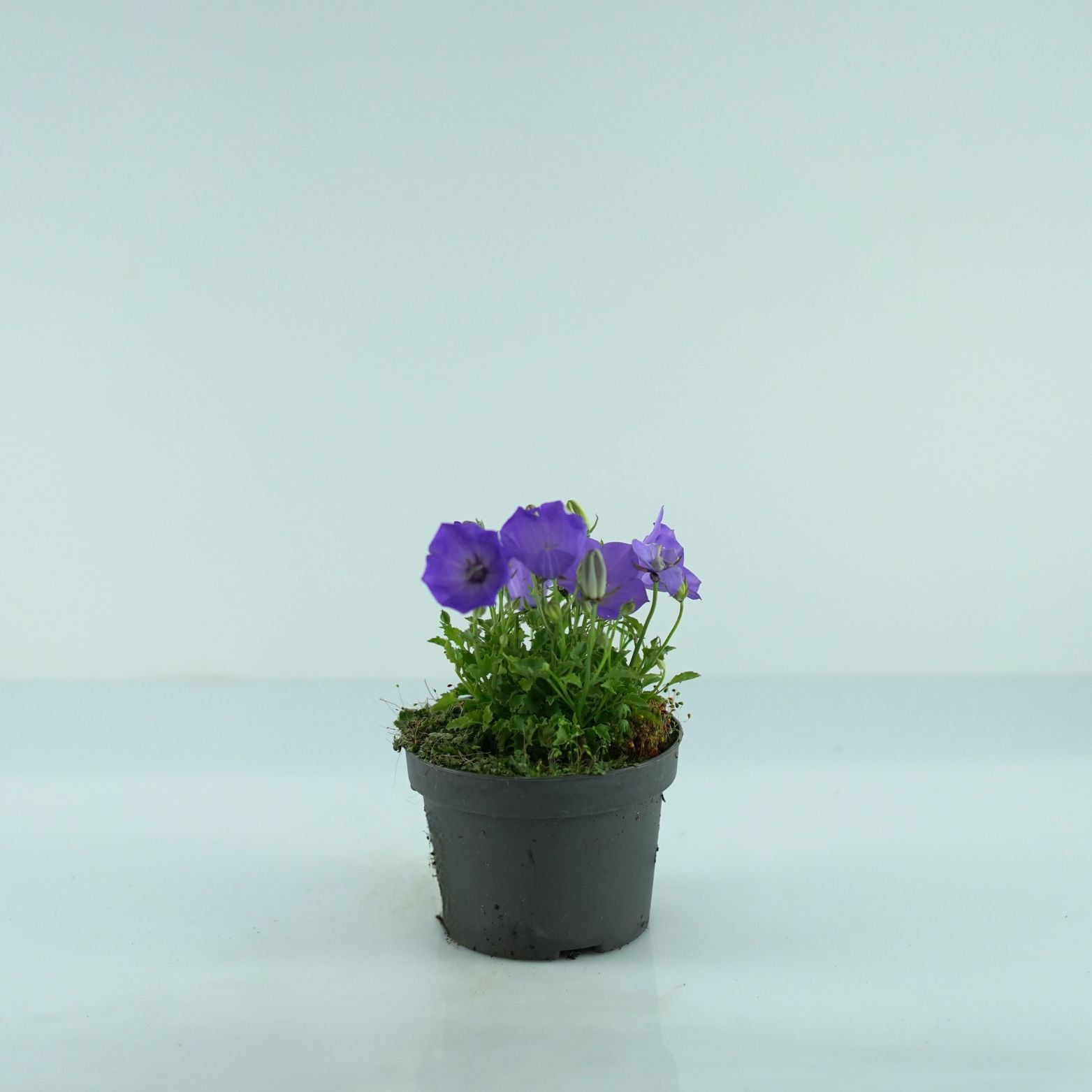 CAMPANULA CARPATICA Dzwonek karpacki
