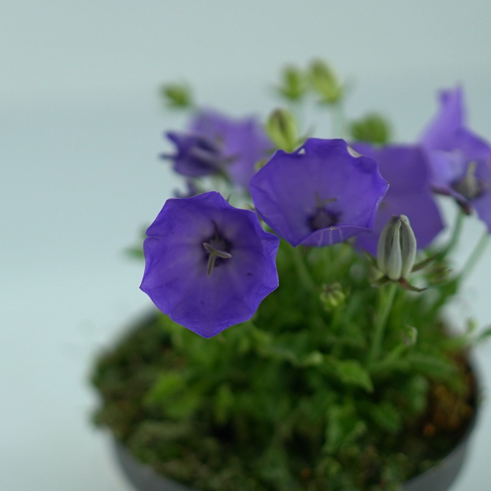 CAMPANULA CARPATICA Dzwonek karpacki