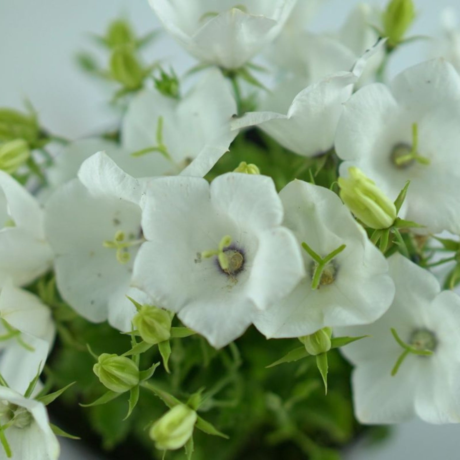 CAMPANULA CARPATICA 'Weisse clips' Dzwonek karpacki