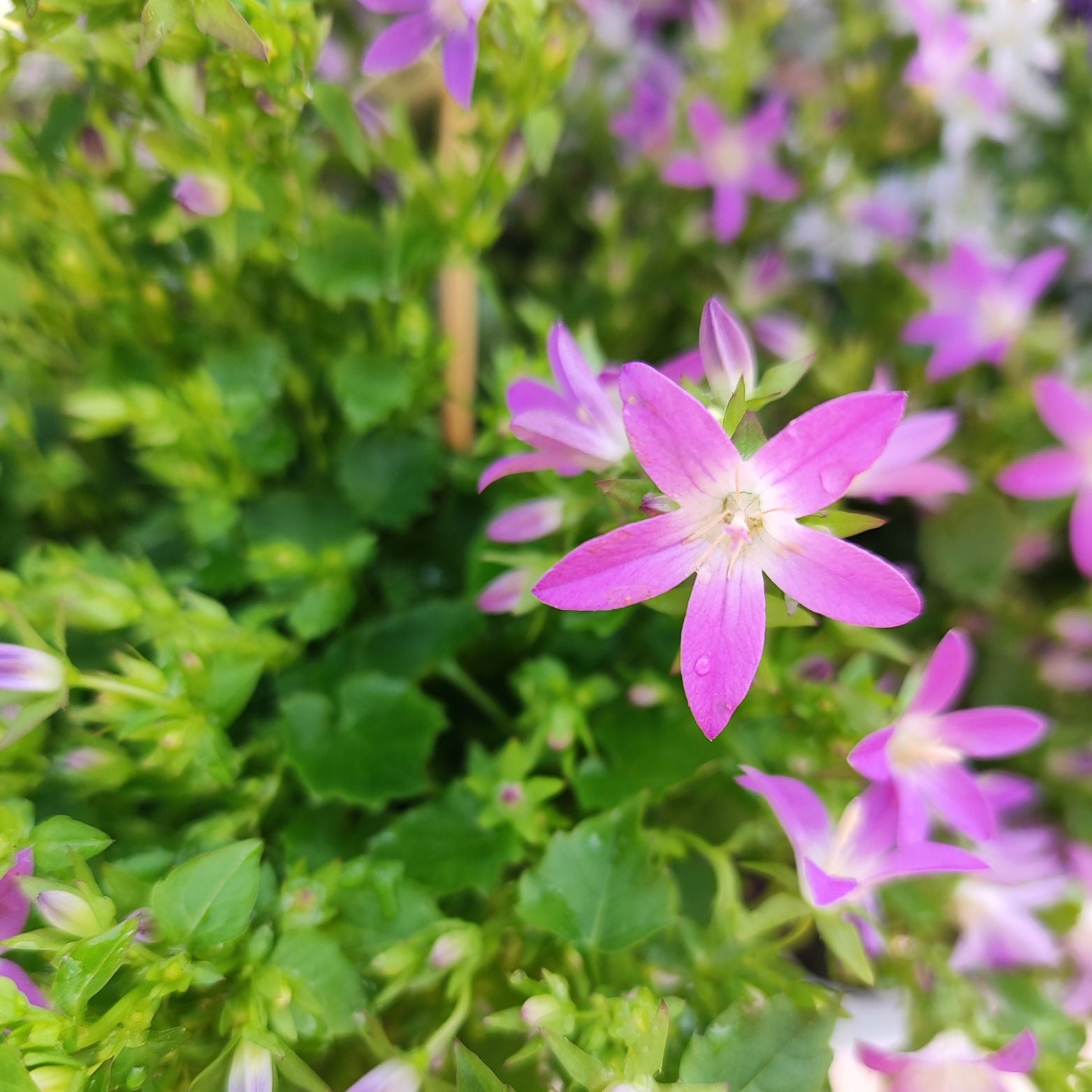 CAMPANULA PORTENSCHLAGIANA 'AMBELLA' Dzwonek dalmatyński