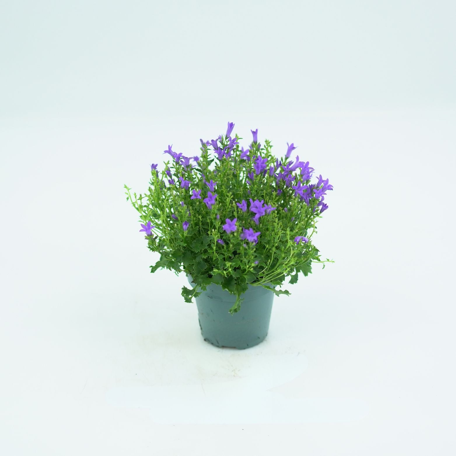 CAMPANULA PORTENSCHLAGIANA 'AMBELLA' Dzwonek dalmatyński